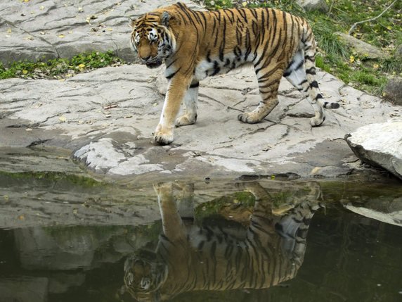 Un tigre de Sibérie du zoo de Zurich en 2012 (archives). © KEYSTONE/PATRICK B. KRAEMER