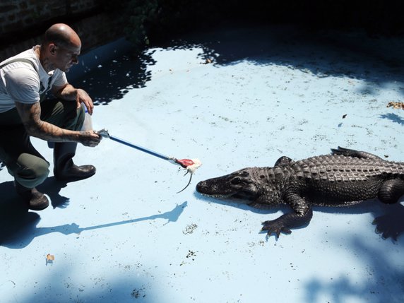 Muja, visible sur le cliché, est officiellement devenu l'alligator le plus âgé au monde après le décès en mai du célèbre Saturn du zoo de Moscou, né en 1936 (archives). © KEYSTONE/AP/DARKO VOJINOVIC