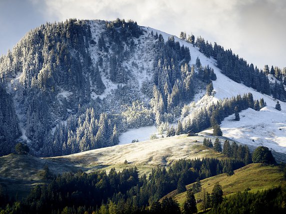 De la neige fraiche est visible samedi sur les pentes du Moléson, proche des paturâges des alpages encore verts. © KEYSTONE/LAURENT GILLIERON