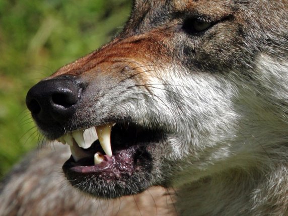 Les Suisses accepteraient d'abattre plus facilement le loup (archives). © KEYSTONE/FABRICE COFFRINI