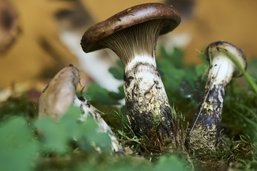 Les champignons sont de retour dans nos forêts
