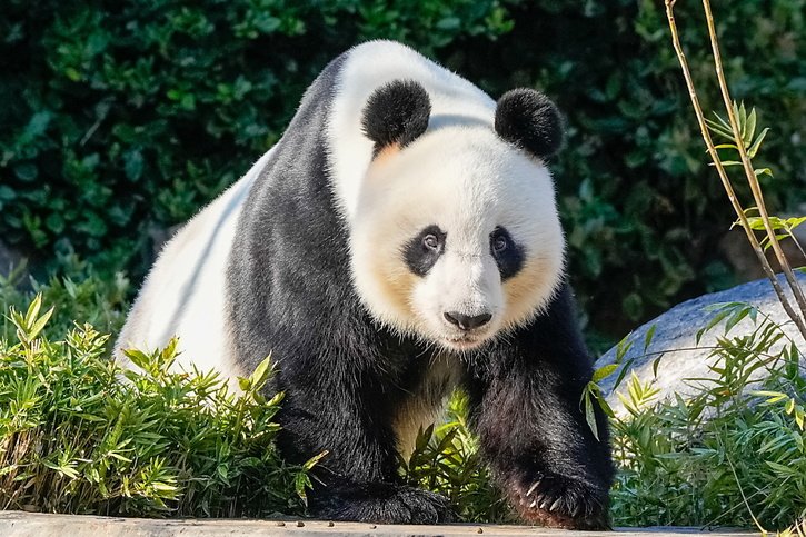 Le panda Wang Wang se trouve au zoo d'Adélaïde depuis 15 ans. © KEYSTONE/EPA/ASANKA RATNAYAKE / POOL