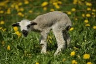 Sarine: Un agneau tué sur le domaine de Notre-Dame de la Route à Villars-sur-Glâne